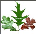 small-oak-leaf.gif